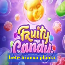 bete branca planta